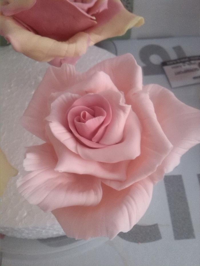 pink sugar rose