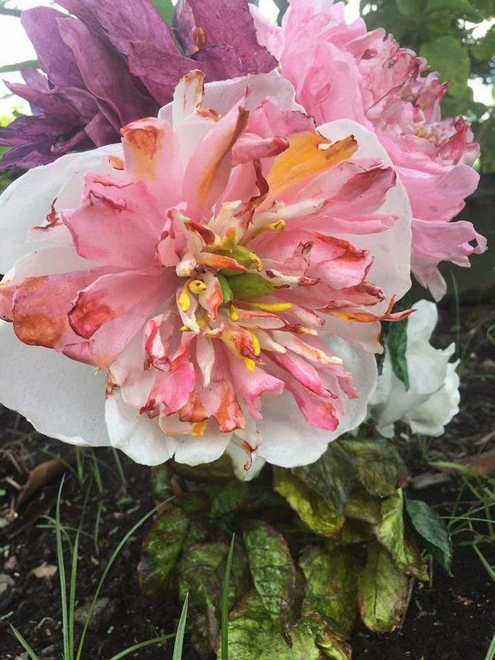 Wafer Paper Peony Flower