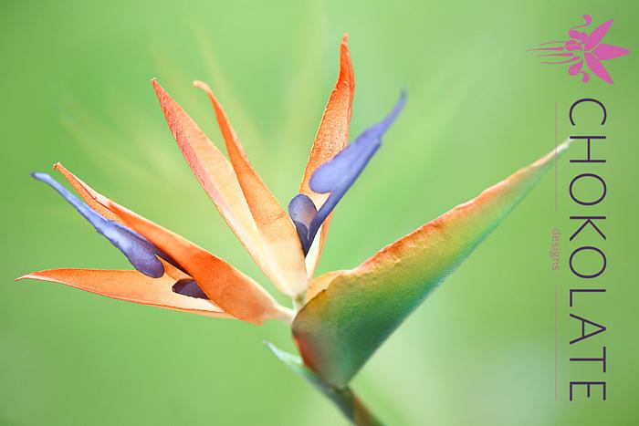 Wafer Paper Flower:  Bird of Paradise - Strelitzia