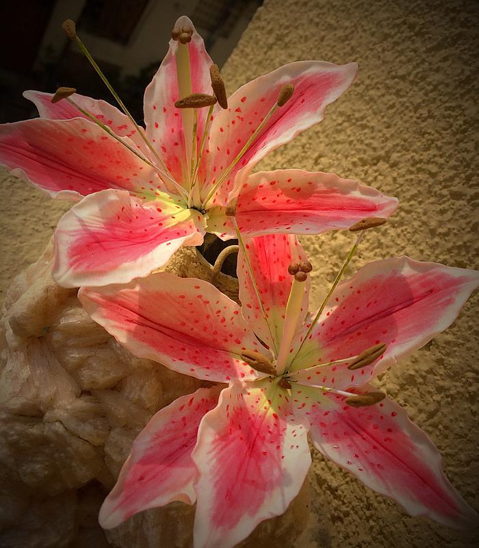 Stargazer lilies