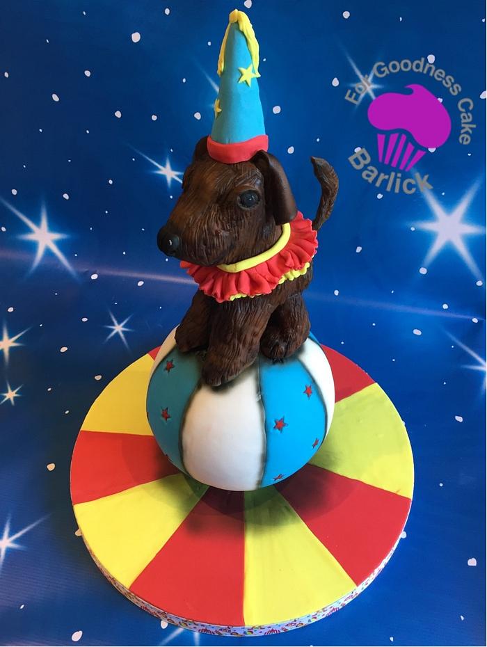 Rufus the performing circus dog from the circus ring room at the cake carnival 