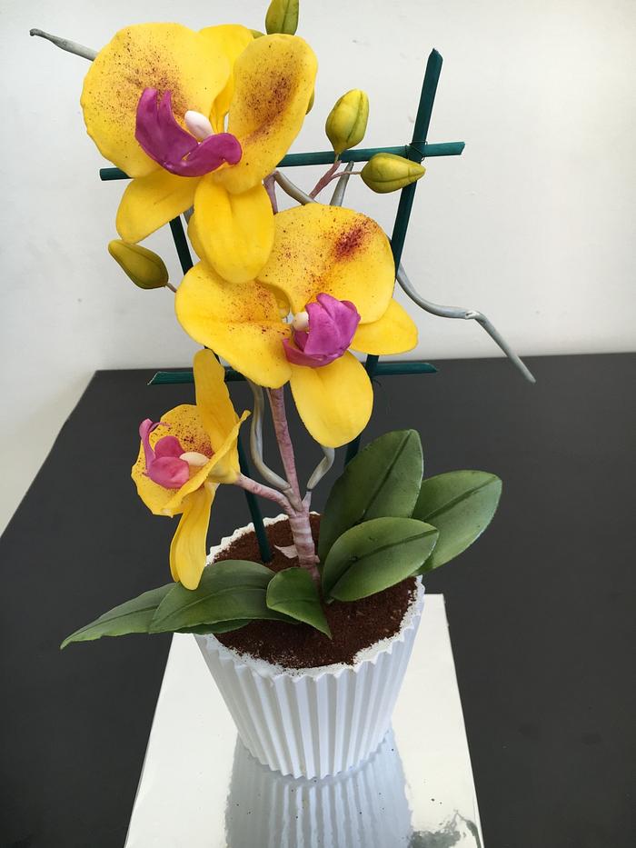 Gumpaste aphrodite orchid