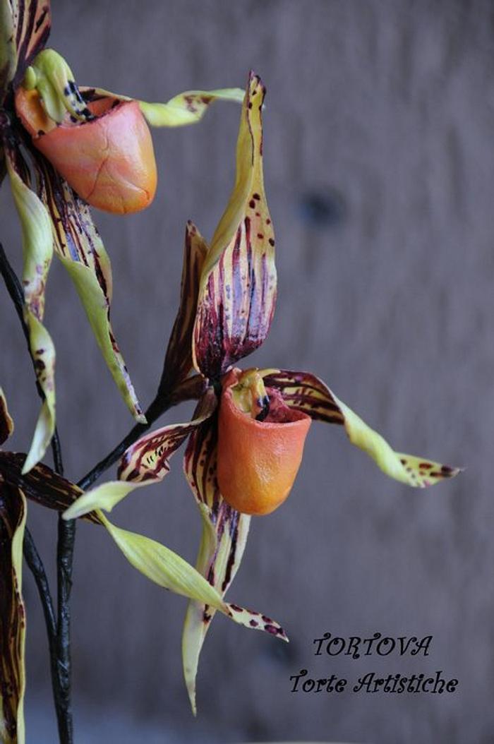 Paphiopedilum or Slipper Orchid.