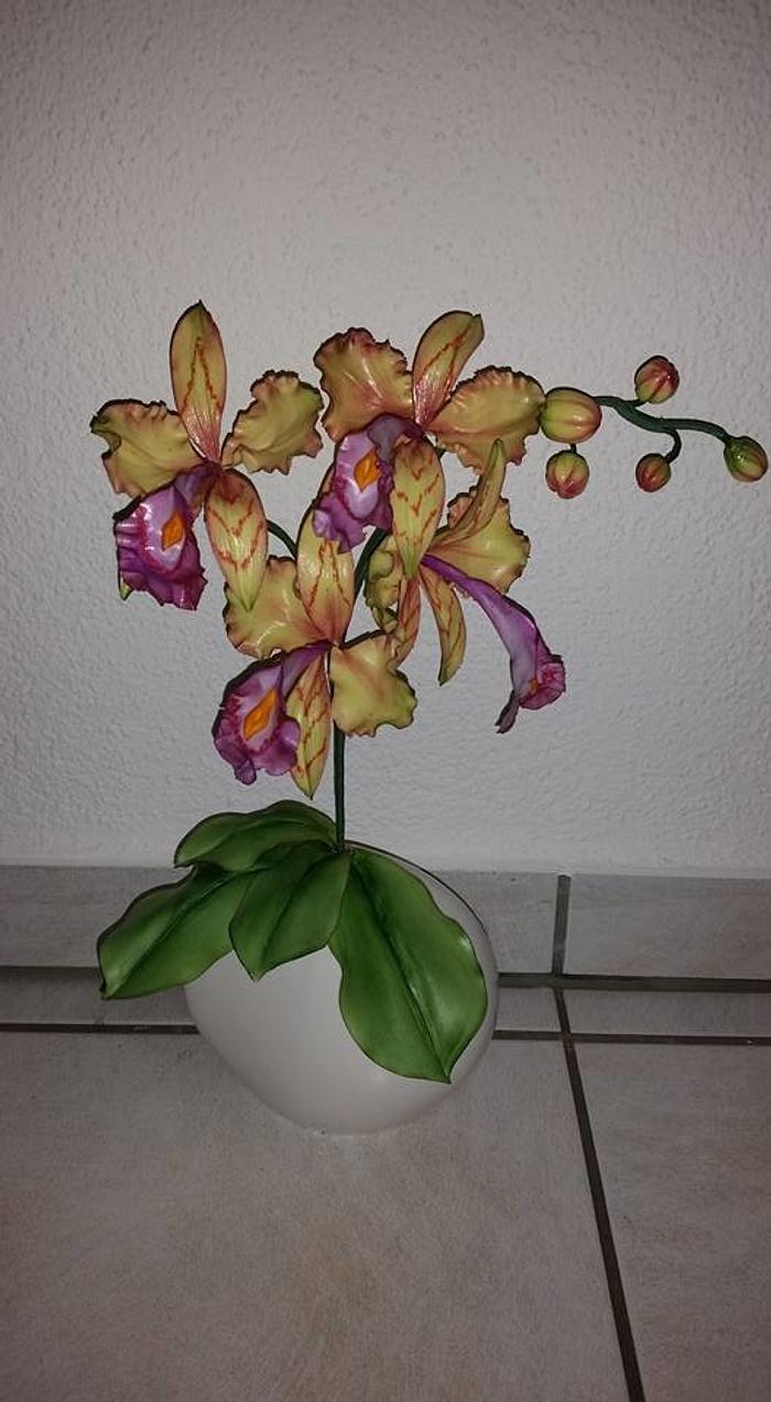 Fantasy Orchid