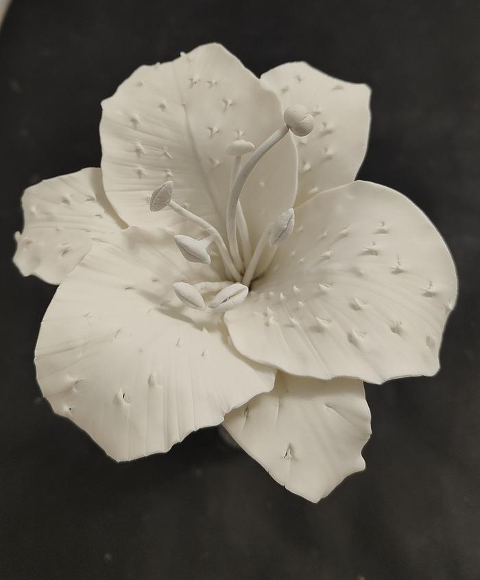 White Casablanca Lily