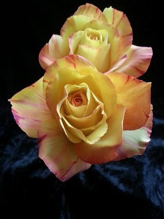 Sugar roses. Variegated colour.