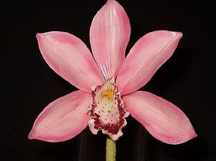 Gumpaste Cymbidium Orchid