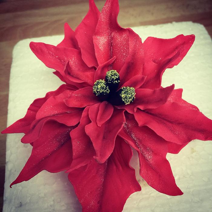 Sugar poinsettia 