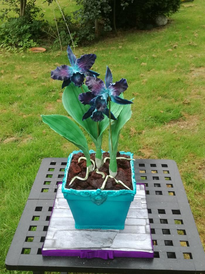 Cattleya orchid pot