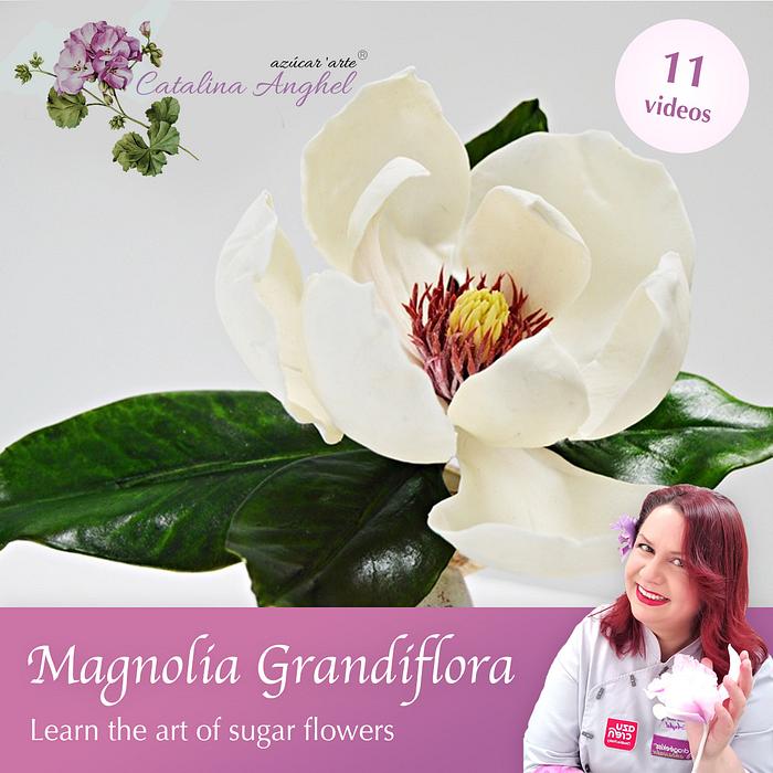 Free-Formed Sugar Magnolia Grandiflora