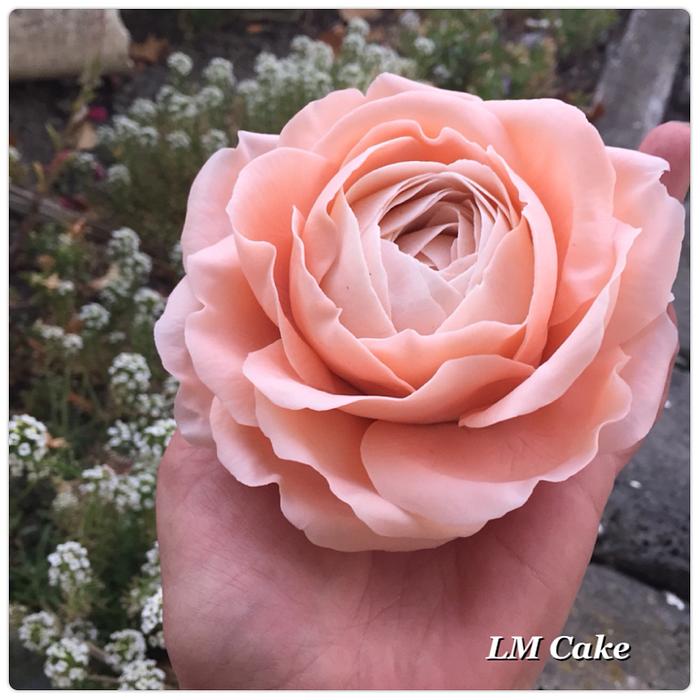 Peach English rose