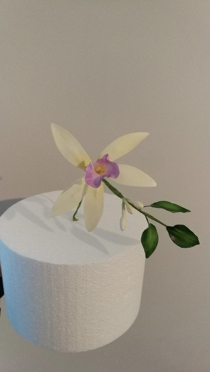 orchidea vaniglia 