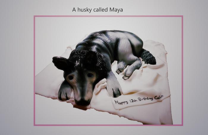 A husky called Maya
