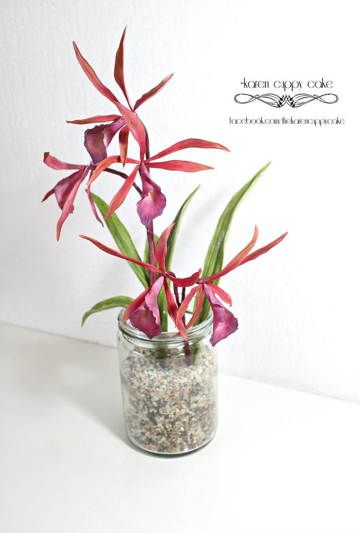 Brassocattleya orchids 