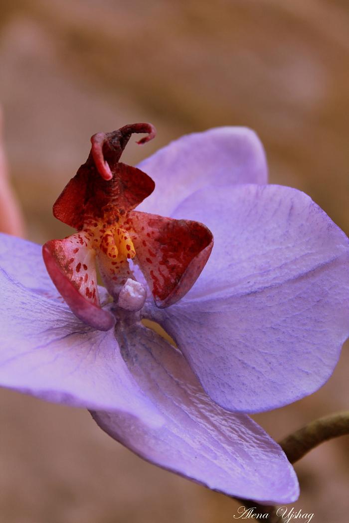 orchid moth )))