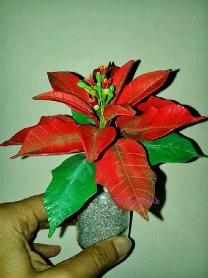 Poinsettia