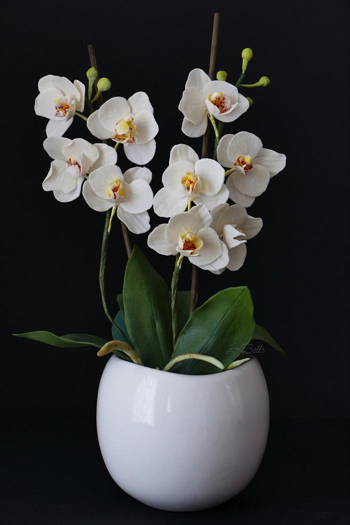 Gumpaste White orchid