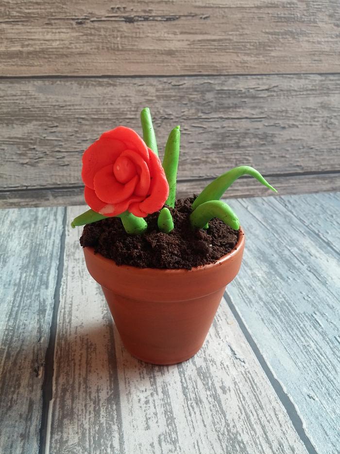 Little flower in pot