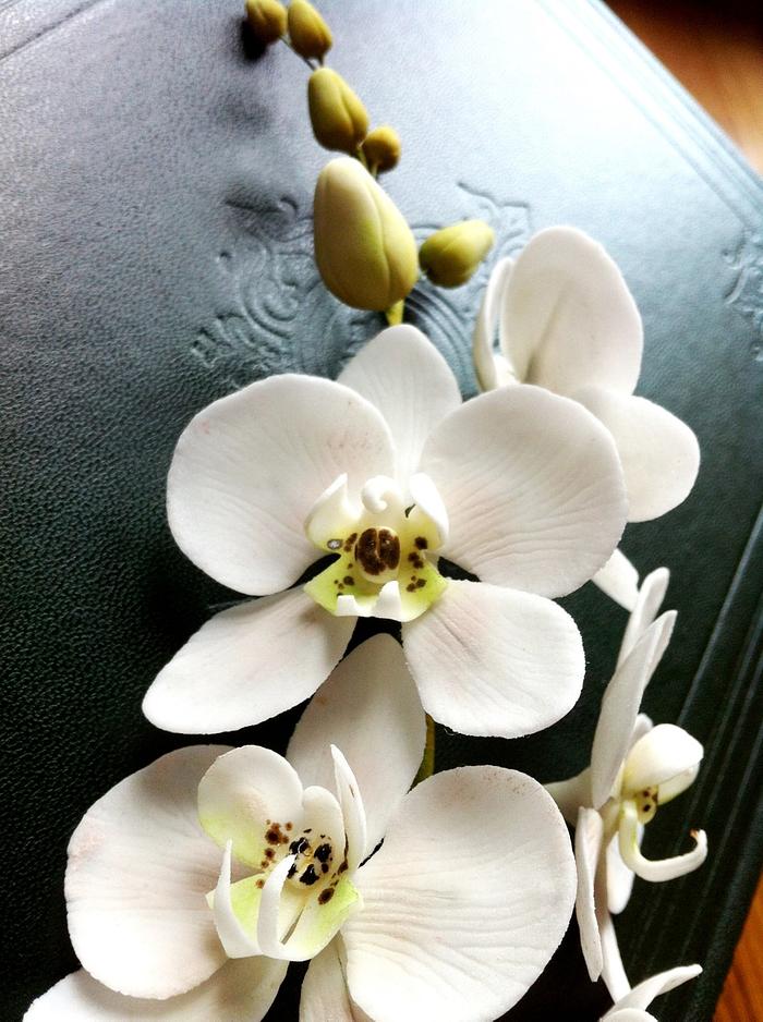 sugar paste orchid