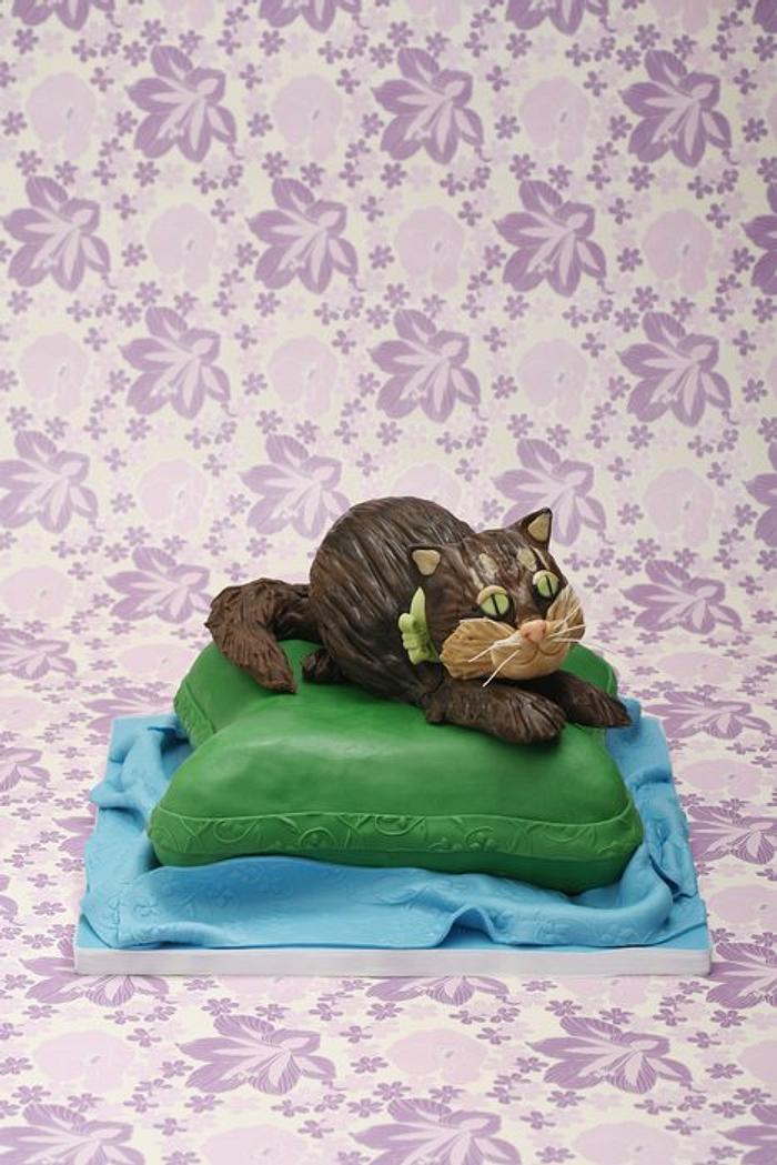 cat on the pillo