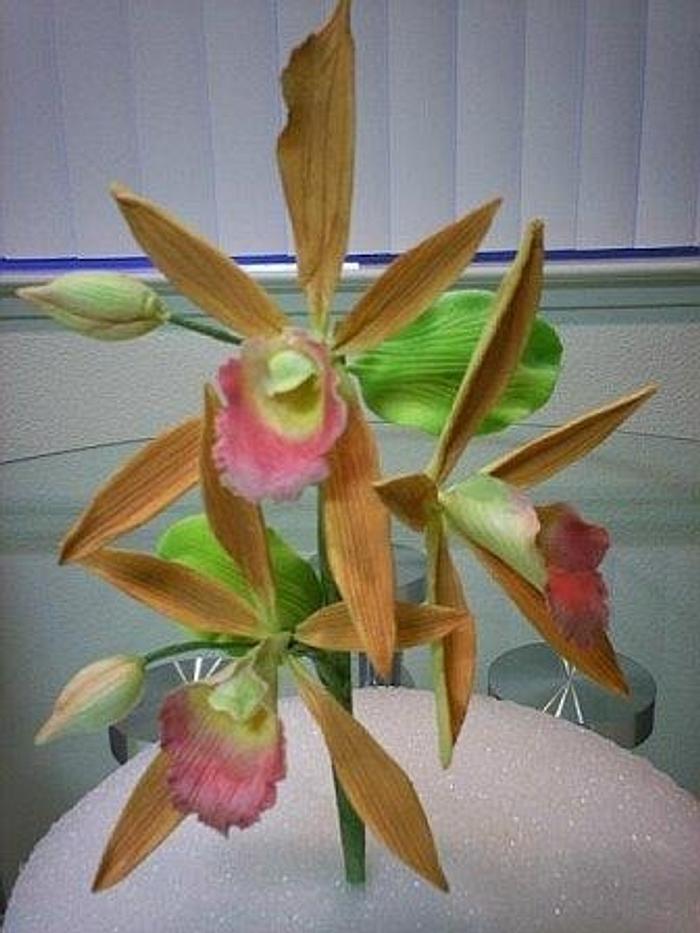Gumpaste Phaius Orchids