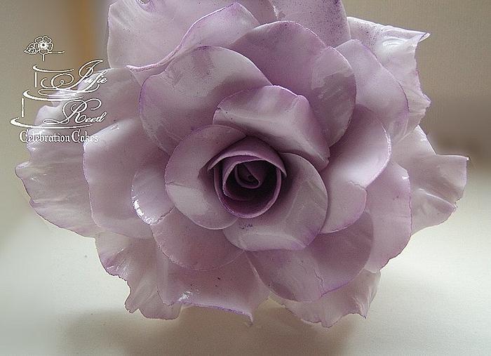 Lilac Ombre Rose
