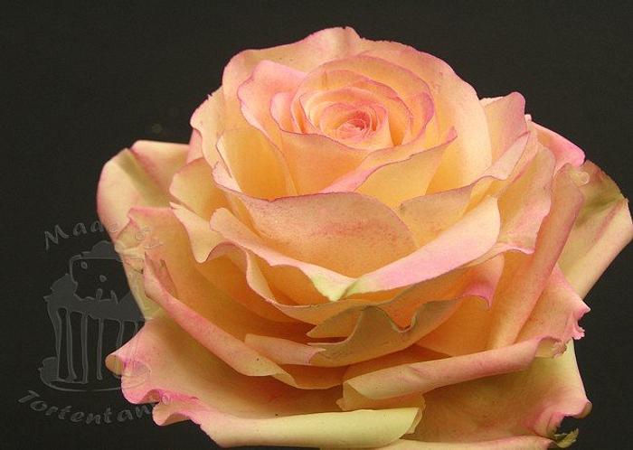 Yellow rose with pink accents