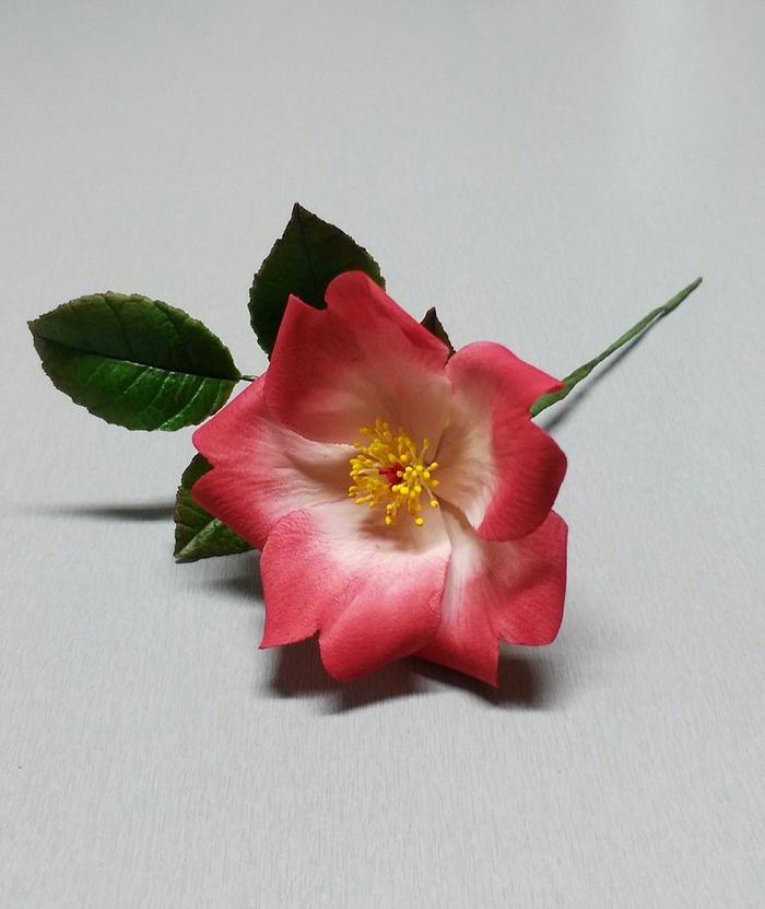 Brier rose