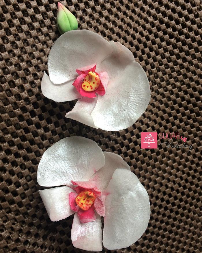 Wafer Paper Moth Orchid