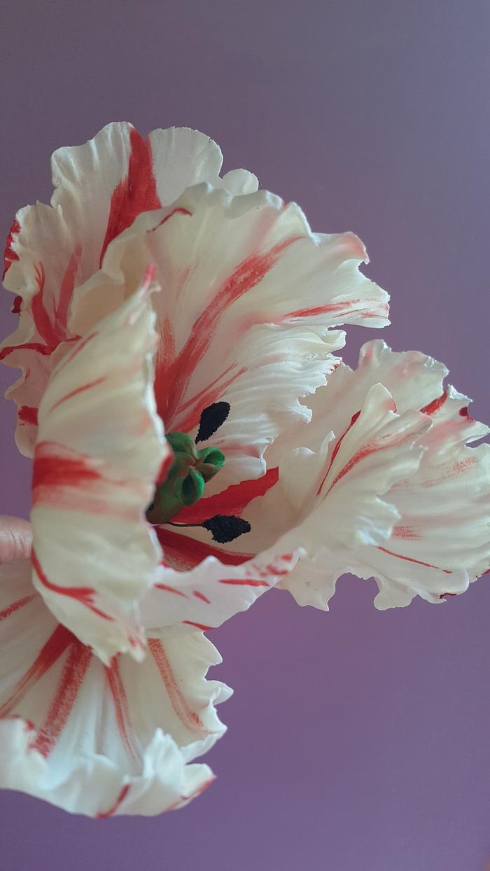 Gumpaste parrot tulip 