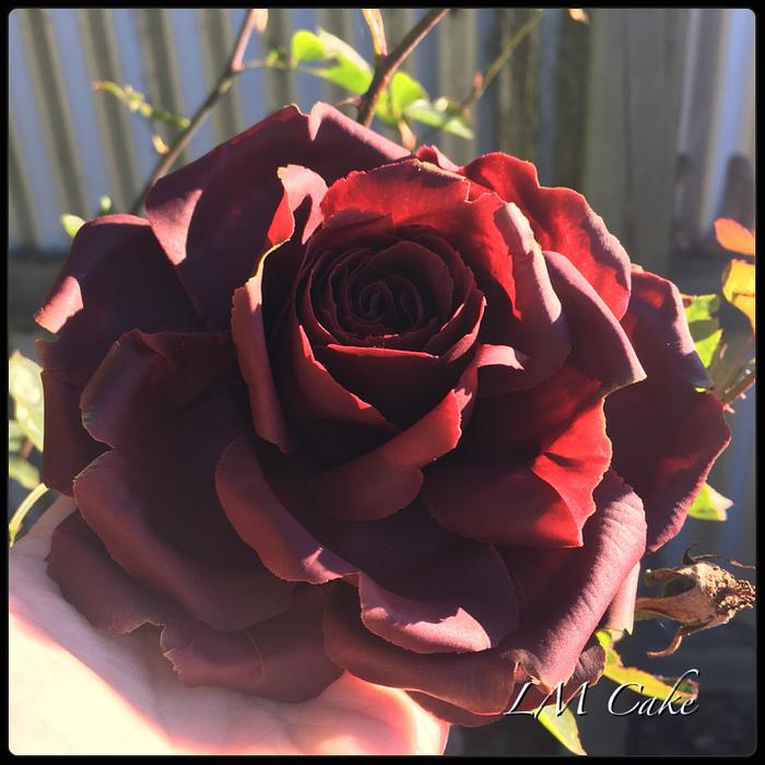 Garnet colour anniversary Rose