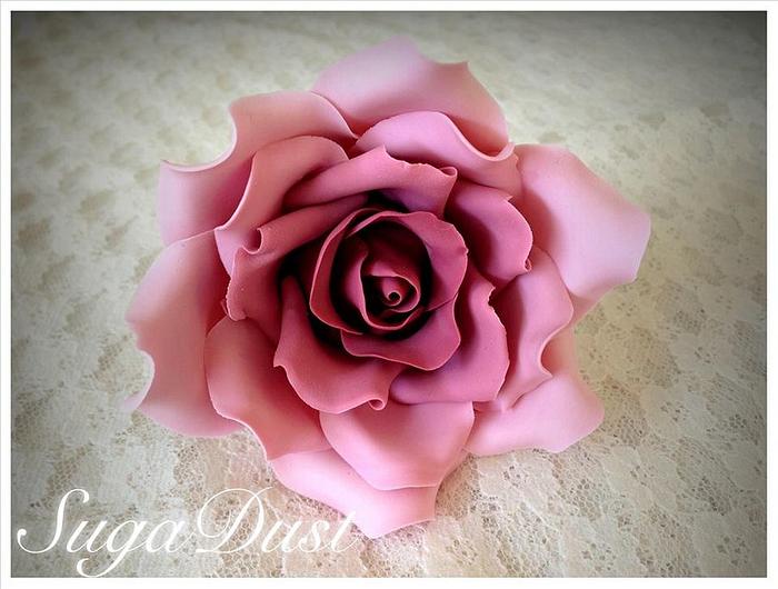Deep Pink Sugar Rose