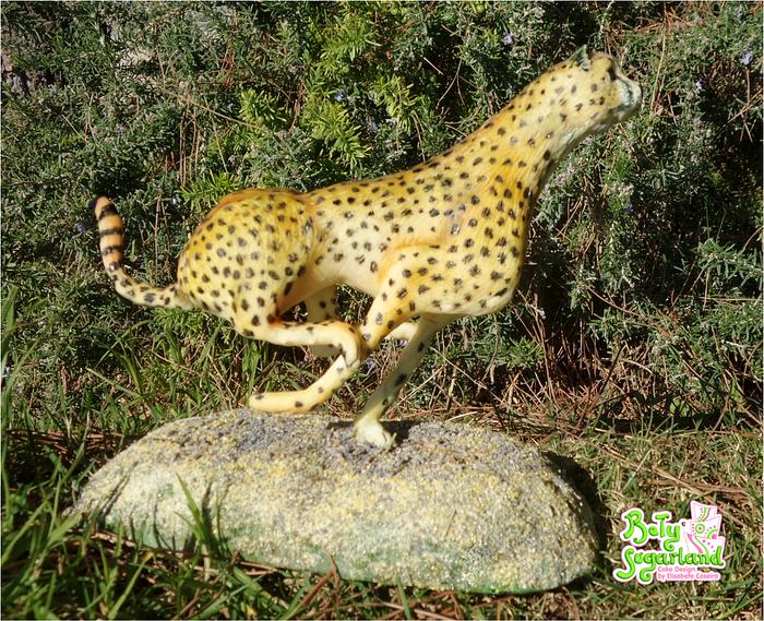 Cheetah - Animal Rights Collaboration