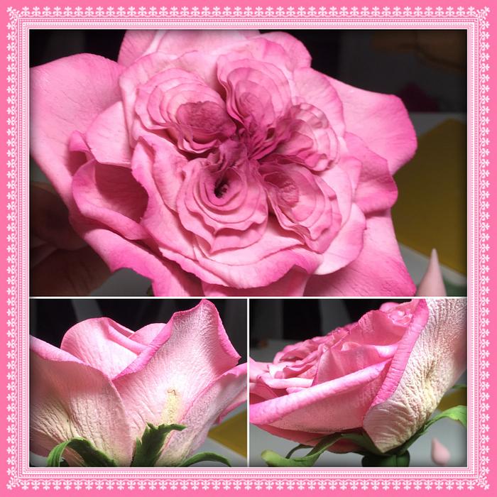English old fasion rose