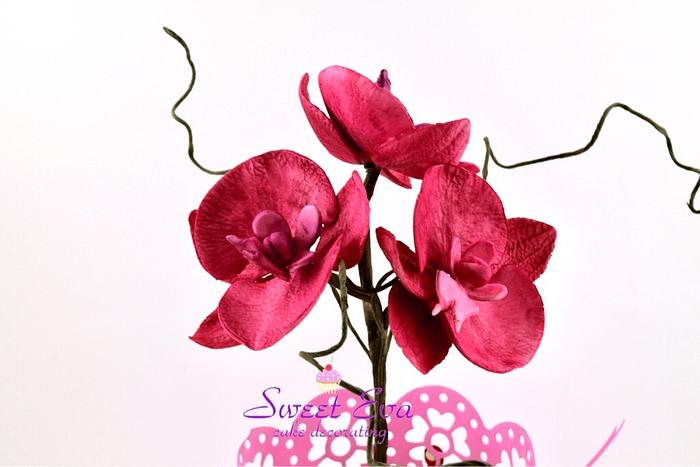 orchid sugar