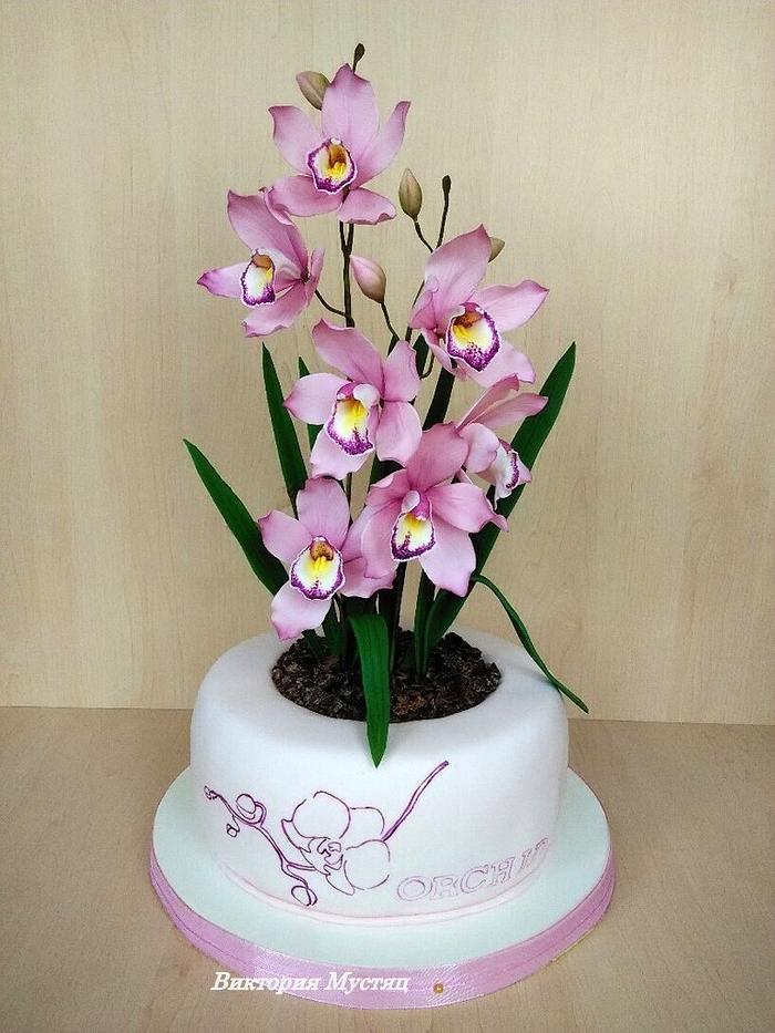 Cake sugar orchid in a flowerpot