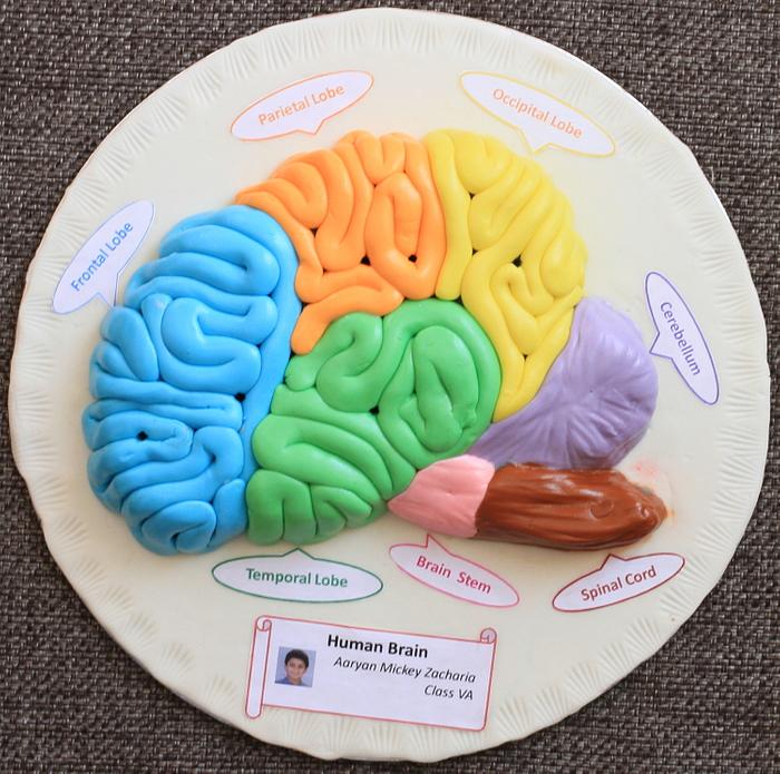 Step by Step Tutorial on how to make a Halloween Brain Cake - Sherbakes