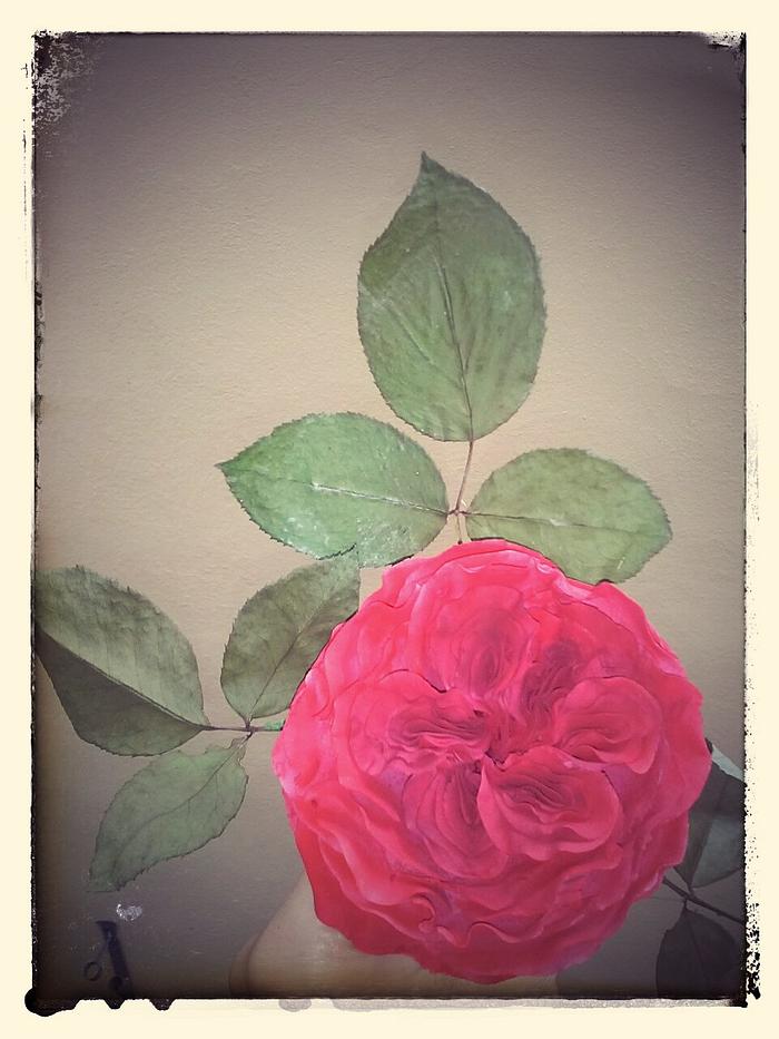 my austin rose