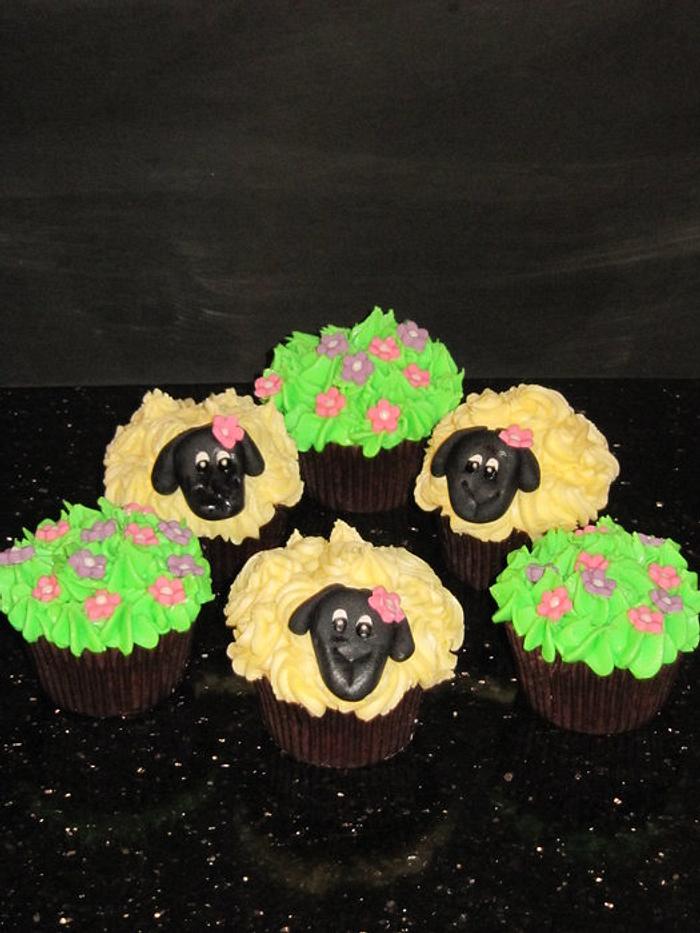sheep cupcakes 