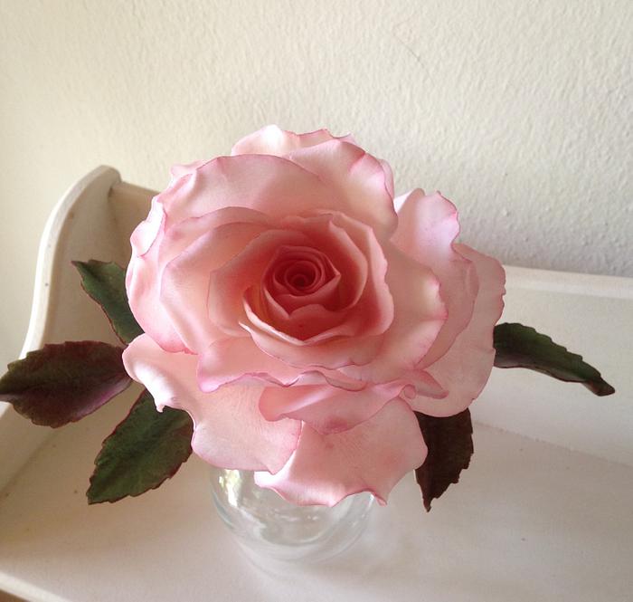 My new rose