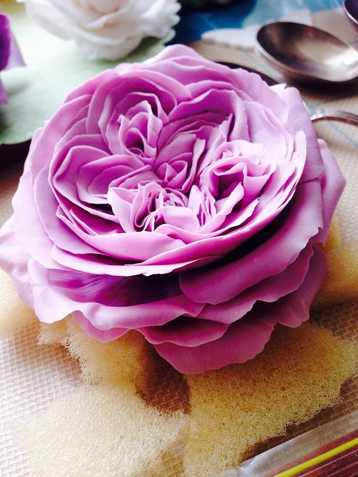 Open Lavender English Rose