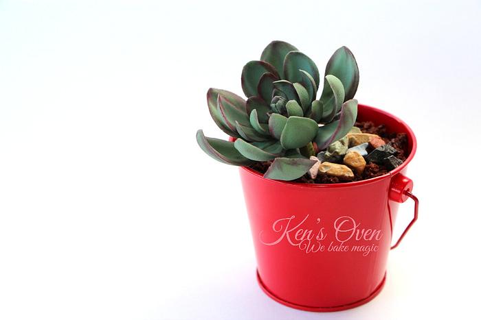 A Succulent in a Red Pot