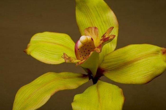 Edible sugar orchid 