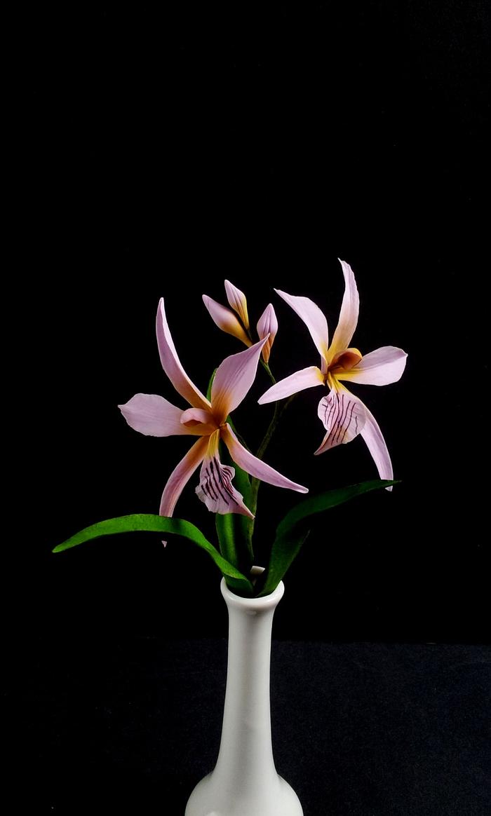 Encyclia Sima Orchids