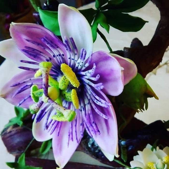 Sugar Passiflora Flower