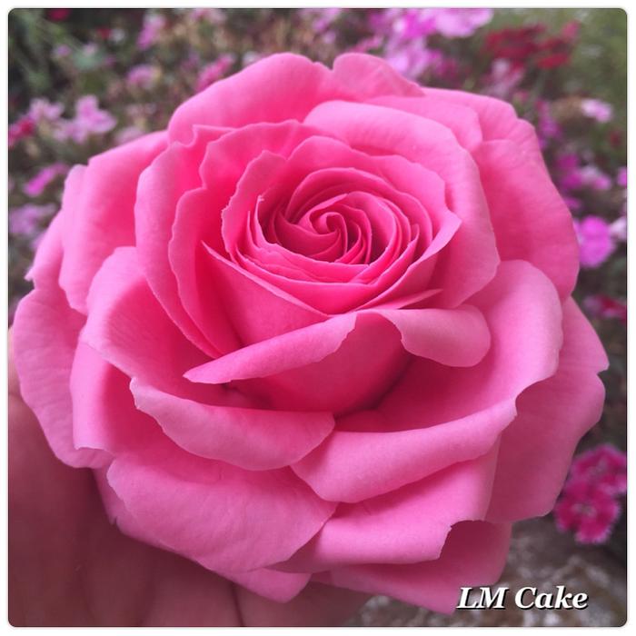 Pink Freeform Sugar Rose