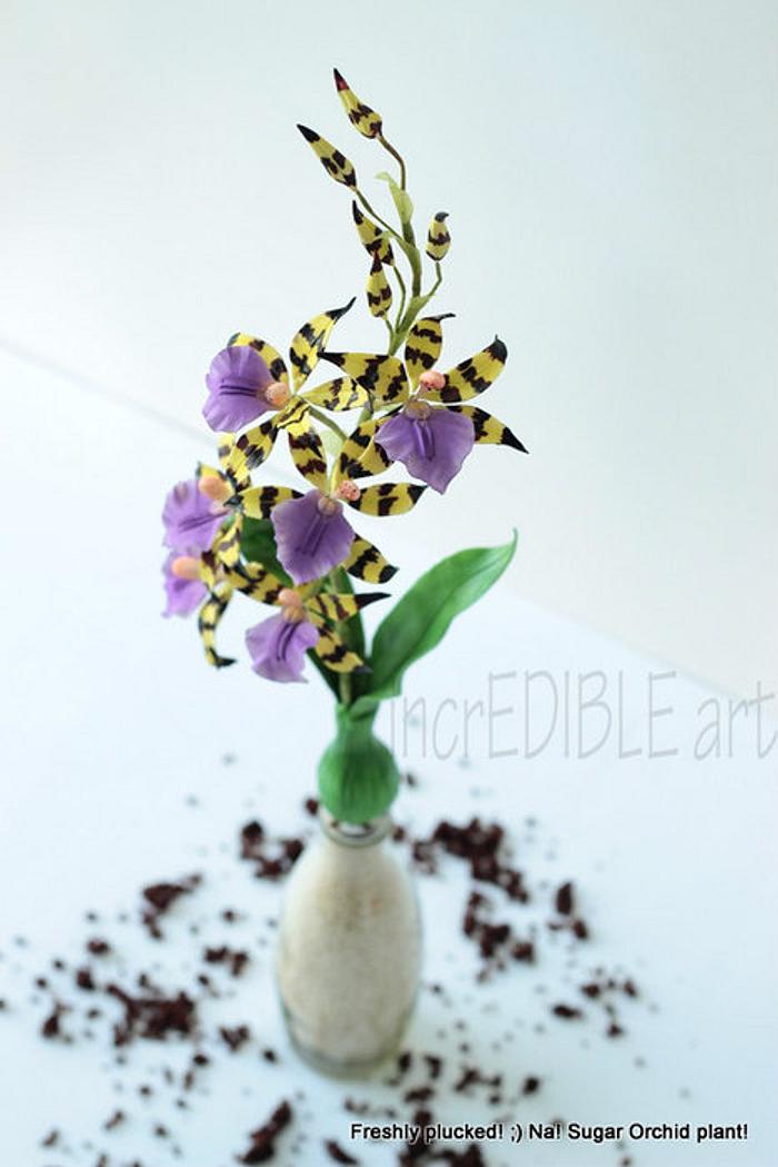 Lemboglossum-Sugarcraft Orchid Plant