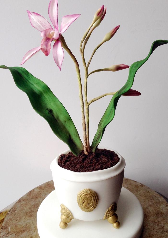 Orchid minicake