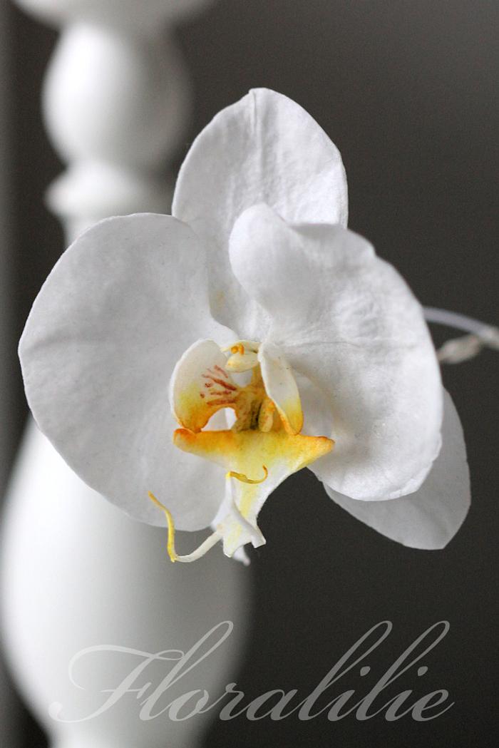 Wafer Paper Phalaenopsis Orchid