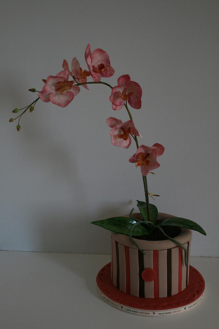 Pot of orchids